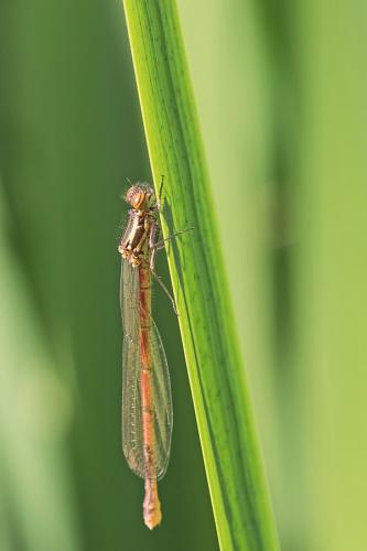 Pyrrhosoma nymphula